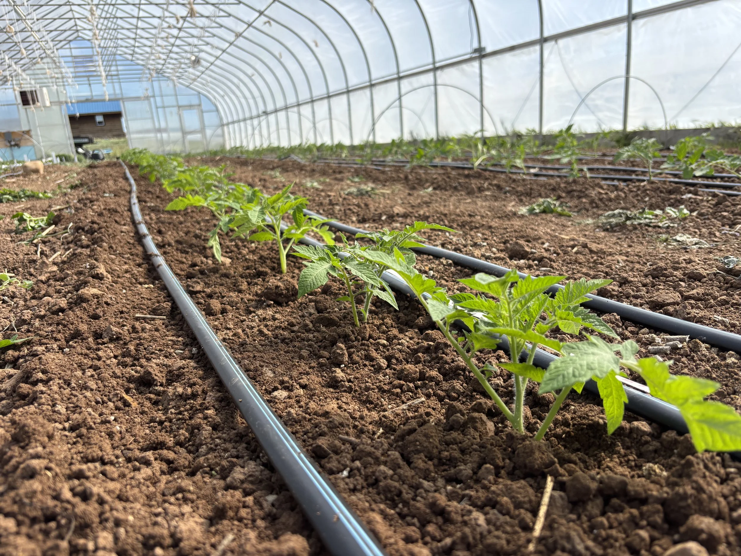 【ht_plants farm】 Farm Updates + Mother's Day Weekend — Mountain Roots Produce